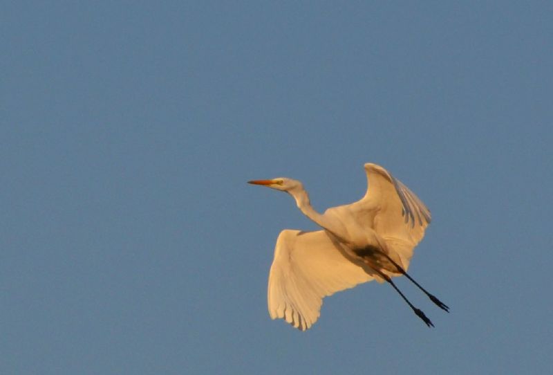 Aironi in Calabria